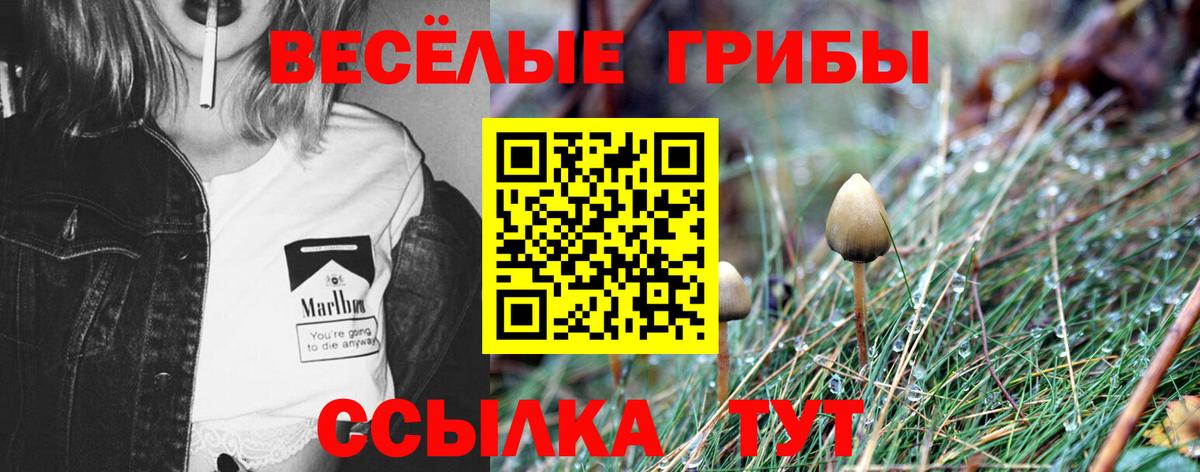 Кимры  как найти закладки  Вход с VPN  Галлюциногенные грибы MAGIC MUSHROOMS 